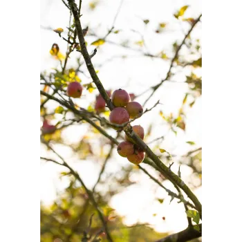 Apple Plant
